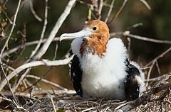 Great Frigatebird